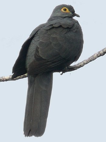 Turacoena modesta